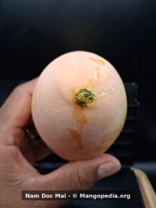 Nam Doc Mai mango stem end showing sap and pale yellow pink skin - Nam Doc Mai mango