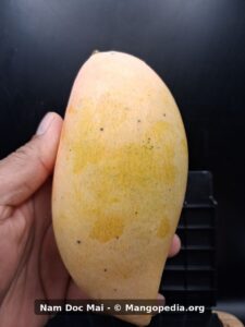 Whole ripe Nam Doc Mai mango held in hand with pale yellow skin and speckling - Nam Doc Mai mango