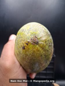 Green unripe Nam Doc Mai mango showing stem end and speckled skin - Nam Doc Mai mango
