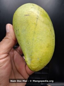 Green unripe Nam Doc Mai mango side view held in hand - Nam Doc Mai mango
