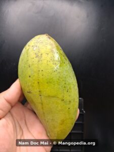 Green yellow unripe Nam Doc Mai mango side view showing elongated shape - Nam Doc Mai mango