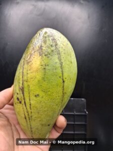 Nam Doc Mai mango held in hand showing green yellow skin and elongated shape - Nam Doc Mai mango