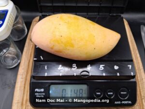 Ripe Nam Doc Mai mango on scale weighing 14.8 ounces - Nam Doc Mai mango