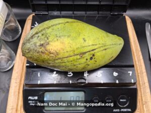 Green Nam Doc Mai mango on scale weighing 1 pound - Nam Doc Mai mango