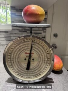 Kash mango fruit on scale