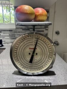 Kash mango fruit on scale