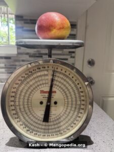 Kash mango fruit on scale