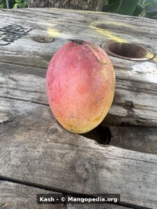Kash mango fruit