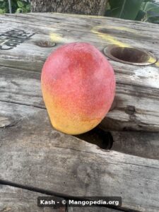 Kash mango fruit
