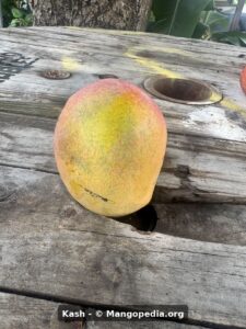 Kash mango fruit