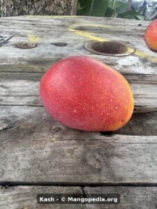 Kash mango fruit