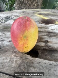 Kash mango fruit