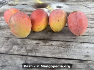 Kash mango fruit group