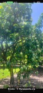 Brooks mango tree