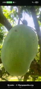 Brooks mango fruit closeup