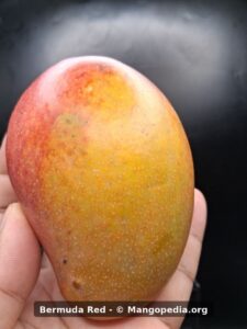 Bermuda Red mango held in hand showing red yellow skin - Bermuda Red mango
