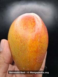 Bermuda Red mango closeup showing red blush and yellow skin - Bermuda Red mango