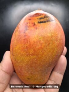 Bermuda Red mango held in hand showing ripe red orange color and dark markings - Bermuda Red mango