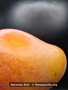 Bermuda Red mango skin closeup showing speckles and orange red color - Bermuda Red mango