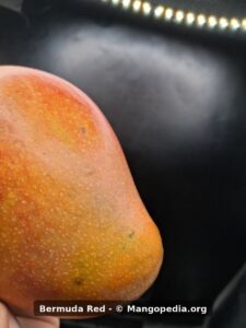 Bermuda Red mango side closeup showing skin texture and blush - Bermuda Red mango