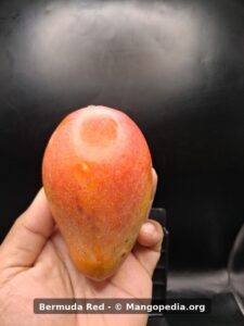 Bermuda Red mango held in hand showing strong red blush - Bermuda Red mango