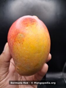 Bermuda Red mango held in hand showing yellow red skin - Bermuda Red mango