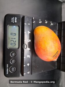 Bermuda Red mango on scale weighing 13.0 oz - Bermuda Red mango