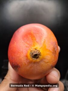 Bermuda Red mango stem end closeup showing red orange skin - Bermuda Red mango