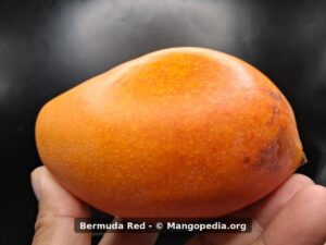 Bermuda Red mango side view showing orange red skin - Bermuda Red mango