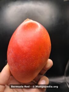 Bermuda Red mango held in hand showing deep red blush - Bermuda Red mango