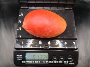 Bermuda Red mango on scale weighing 13.2 oz - Bermuda Red mango