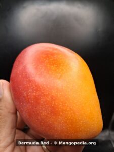 Bermuda Red mango held in hand showing red and yellow skin closeup - Bermuda Red mango
