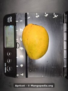 Apricot mango on scale top view - Apricot mango