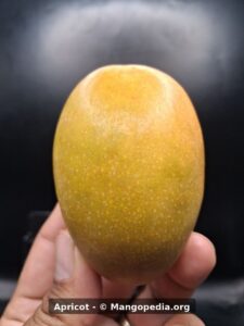 Apricot mango held in hand front view - Apricot mango