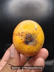 Apricot mango stem end closeup - Apricot mango