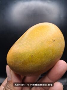 Apricot mango side view held in hand - Apricot mango