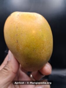 Apricot mango whole fruit held in hand - Apricot mango