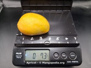 Apricot mango on scale weighing 7.3 oz - Apricot mango