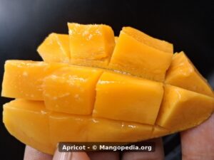 Apricot mango cut cheek cubes held in hand showing orange flesh - Apricot mango