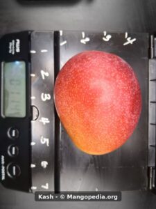Kash mango on scale showing red and yellow skin - Kash mango
