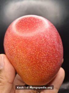 Kash mango closeup showing red speckled skin - Kash mango