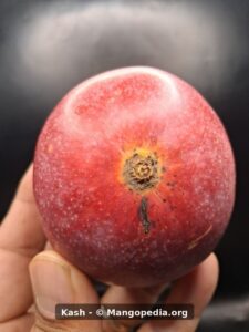 Kash mango stem end closeup showing red skin - Kash mango