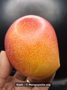 Kash mango side view held in hand showing red and yellow color - Kash mango