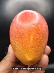 Kash mango front view held in hand showing red and yellow color - Kash mango