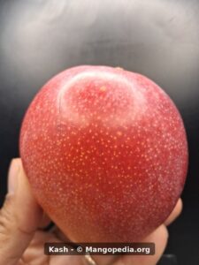 Kash mango closeup showing deep red speckled skin - Kash mango