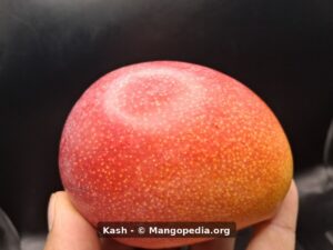 Kash mango side profile showing red orange skin - Kash mango