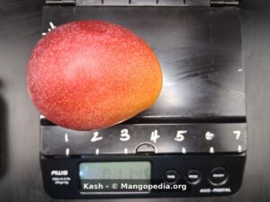 Kash mango on scale side view showing red orange skin - Kash mango