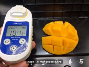 Kash mango Brix meter reading 18.4 with cut fruit - Kash mango