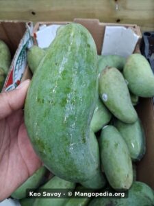 Keo Savoy mango held in hand at market - Keo Savoy mango