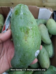 Keo Savoy mango close-up showing green skin at market - Keo Savoy mango